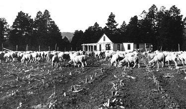 Sheep graze contentedly at the H.H. Brook homestead in 1915 on the site of today’s History Museum and Fuller Lodge. (archive)