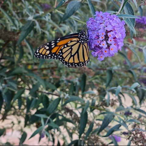 butterfly.jpg