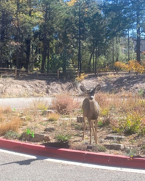 deer at lanc (1) (1).jpg