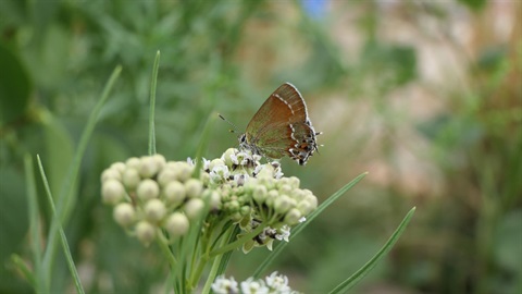 Juniper hairstreakAsclepiasKaitlin Haase  Xerces.JPG