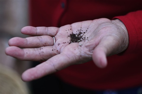 SowSeeds - Ashleigh Hannah.jpg