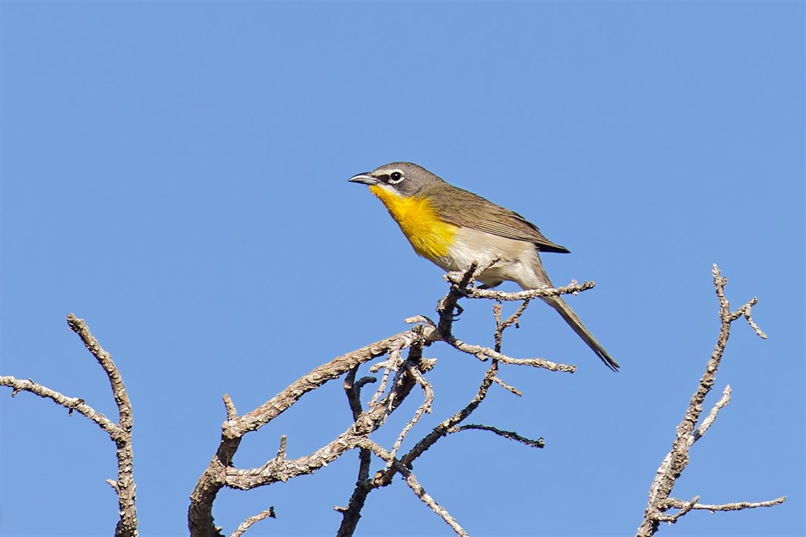 Yellow-breasted Chat (9640).jpg