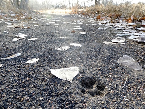 wildlife tracks 