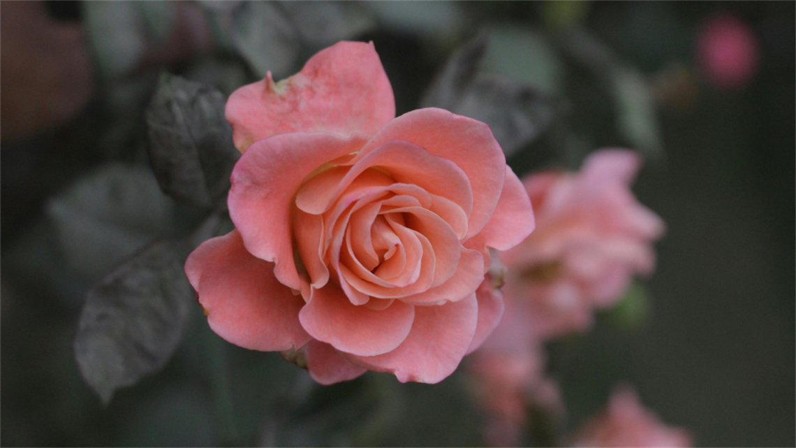 Rose.png