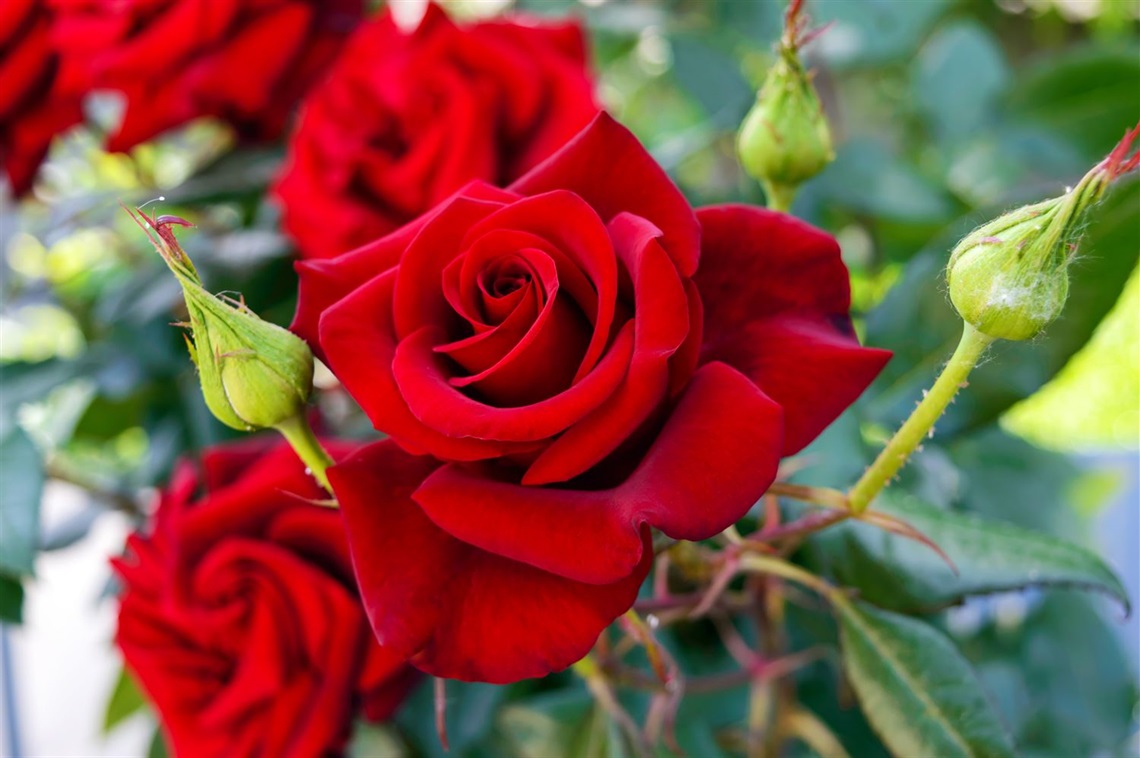 Rose Garden.jpeg