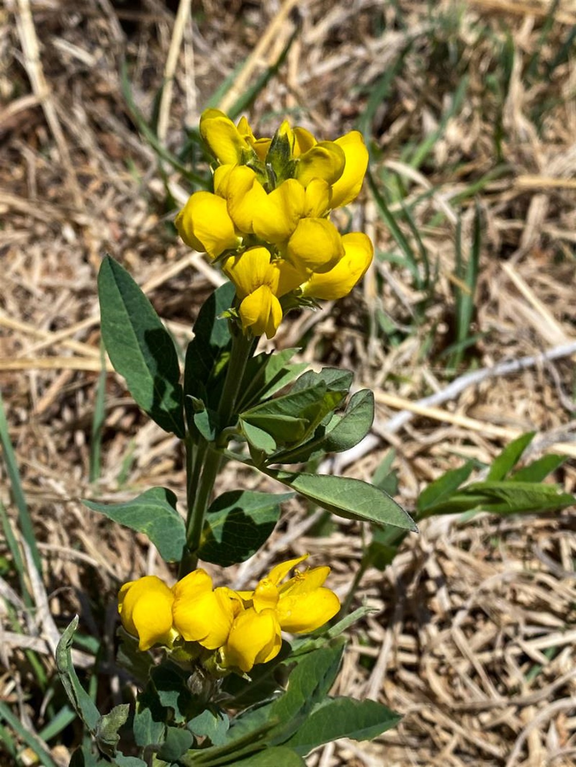 photograph of small plant in nature. Green, narrow pointed leaves with yellow buds. 